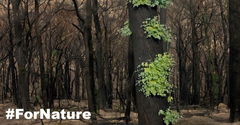 Extreme fire weather