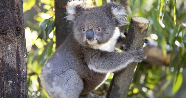 Tidbinbilla's koalas finally return home, with one or two new arrivals