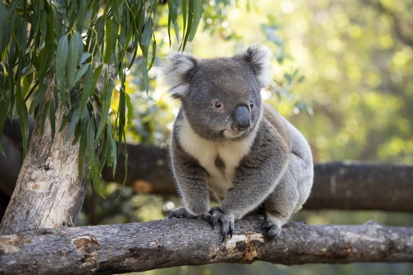 Koala on a branch