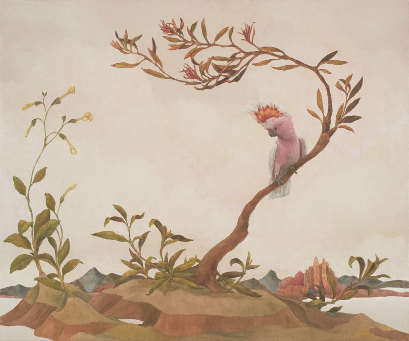 Major Mitchell cockatoo