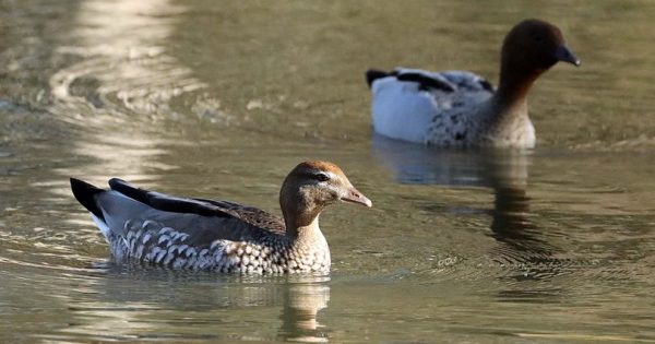 Weighing the risks of a potential Goulburn poultry farm