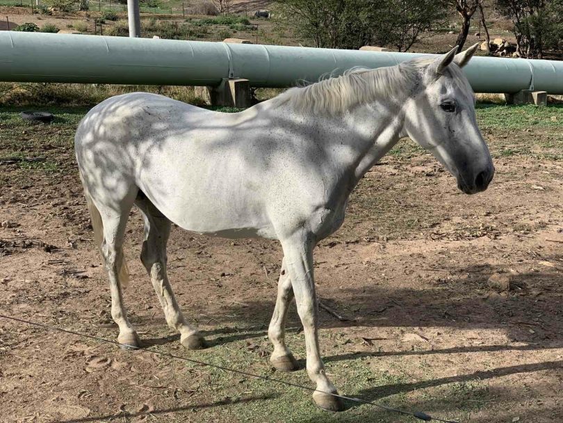 Three horses