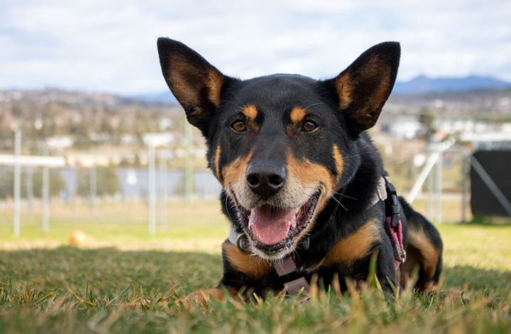 Milo