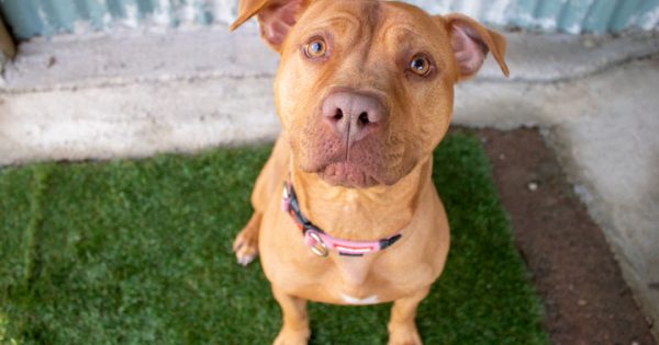 RSPCA’s Pets of the Week – Hiccup & Pumpkin