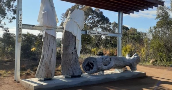 Oak Hill scarred trees back where they belong