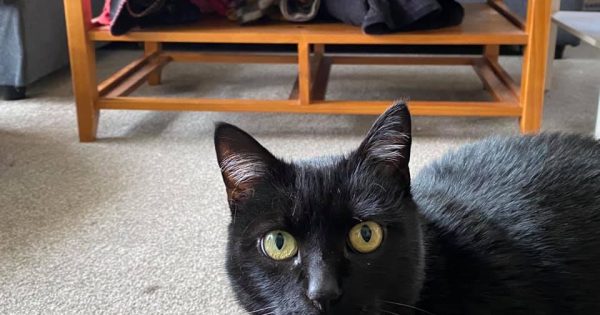 Free coffee table (cat not included) - welcome to the world of Buy Nothing At All