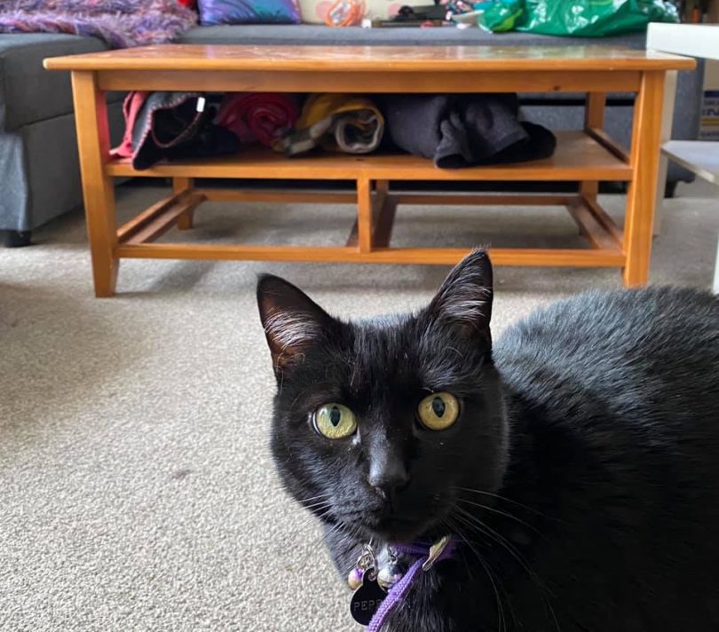 Cat and coffee table