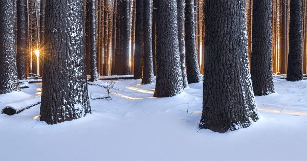 Michael's Sugar Pine Walk photo a winner