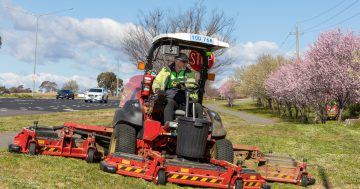 Mow money, mow problems: mowing up almost 50 per cent in wet and rainy year