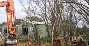 Residents form a barricade to protect elm trees in Bungendore