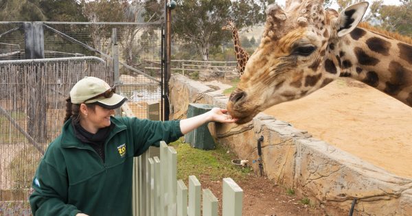 National Zoo mourns the loss of Hummer the giraffe