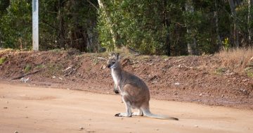 Namadgi Visitor Centre reopens, $1.4 million recovery fund announced