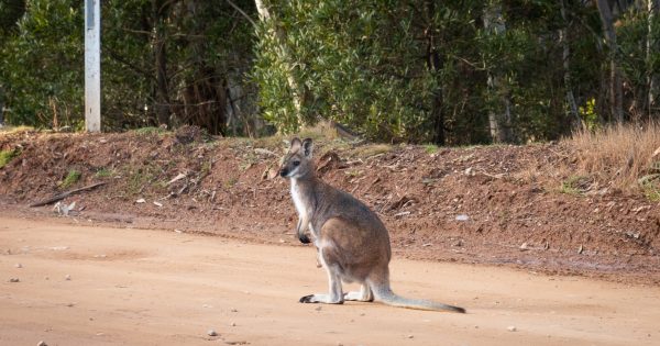 Namadgi Visitor Centre reopens, $1.4 million recovery fund announced