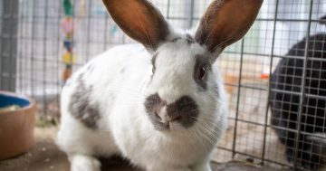 RSPCA’s Pets of the Week – Otter & Tinkerbelle