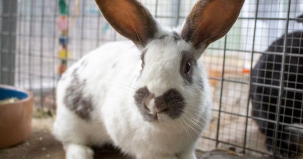 RSPCA’s Pets of the Week – Otter & Tinkerbelle