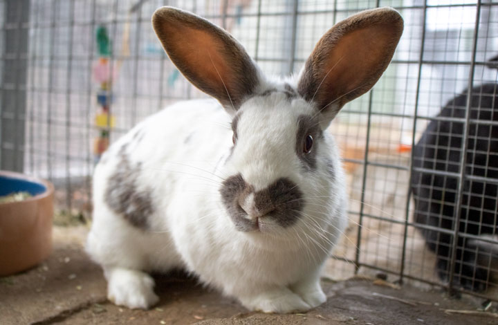 Otter the Rabbit