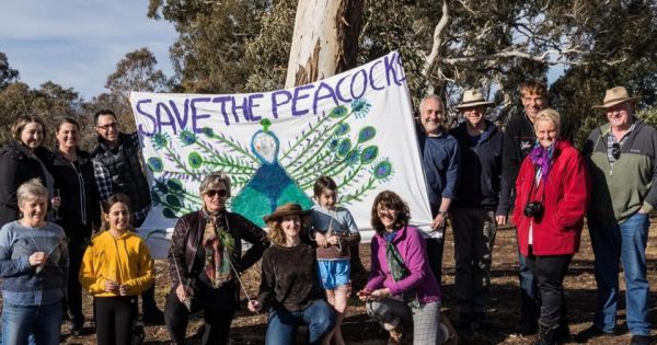 Meet the birds of a feather who rule the roost at Narrabundah