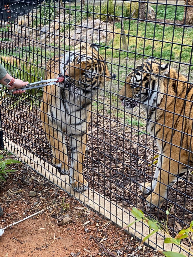 Tigers Mya and Melati and National Zoo