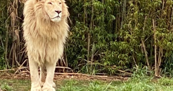 Meat and greet at the zoo