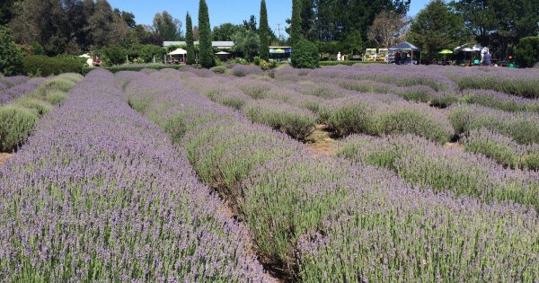 Could lavender be Australia's next $10 million rural industry?