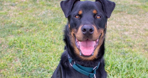 RSPCA’s Pets of the Week – Arnie & Jasper