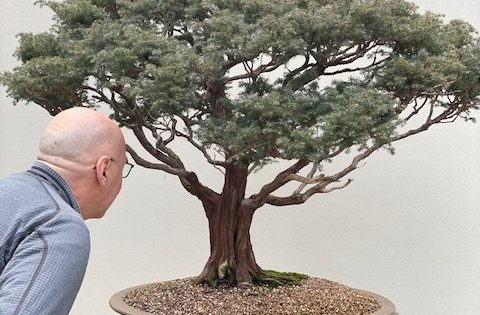 Honey, I shrunk the trees