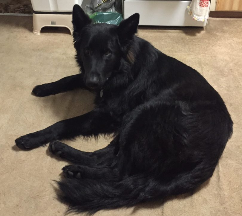 Koda