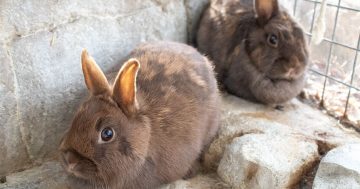 RSPCA’s Pets of the Week – Boston, Pilot & Minke