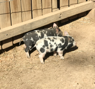 Little piggies