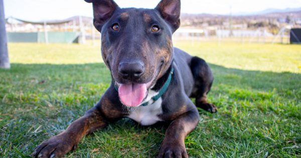 RSPCA's Pets of the Week - Rosco & Garfunkel