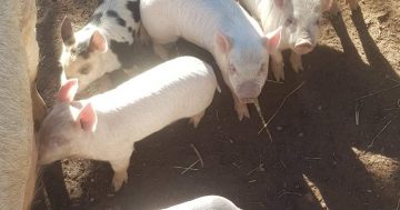 Animals stolen from Yarralumla Play Station at Weston Park