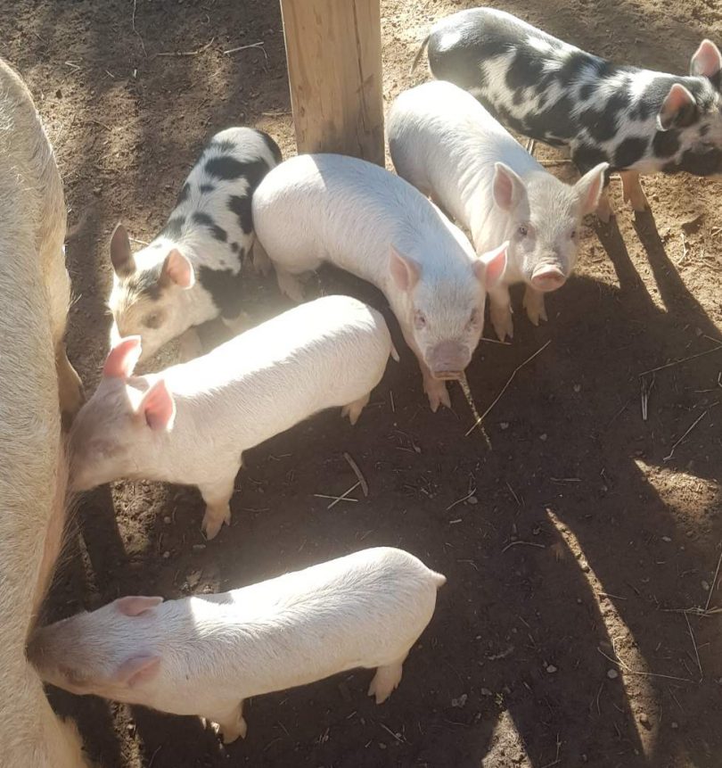 Piglets like these were among those stolen from the Yarralumla Play Station last week.