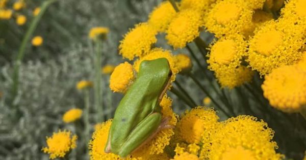 Frogs the surprise survivors of Black Summer bushfires