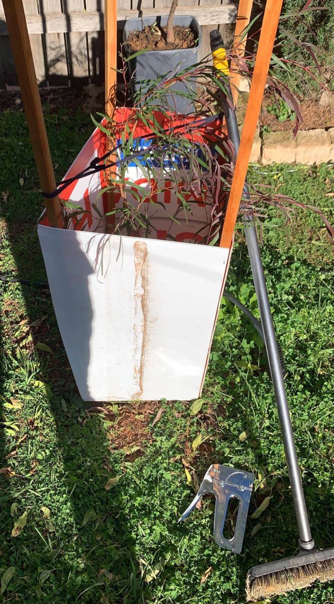 Corflutes repurposed to guard a tree sappling