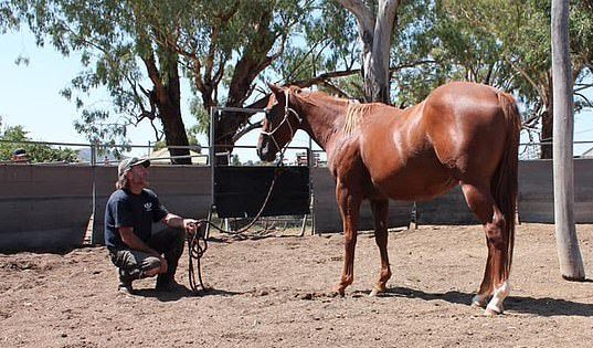 Rapist horse breeder jailed over violating backpackers at isolated farm