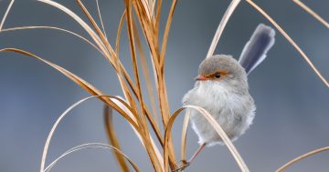 Young photographers eye the environment in photography competition