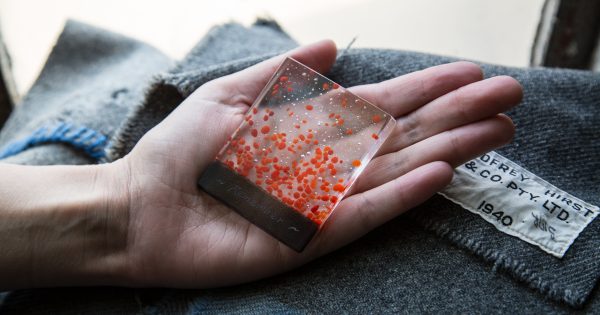 A poppy field in the palm of your hand