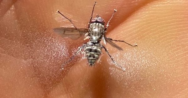 It's Schoolies Week for insects and it's likely to last for months