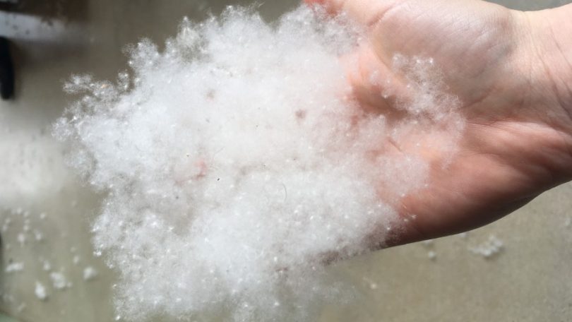 Poplar fluff