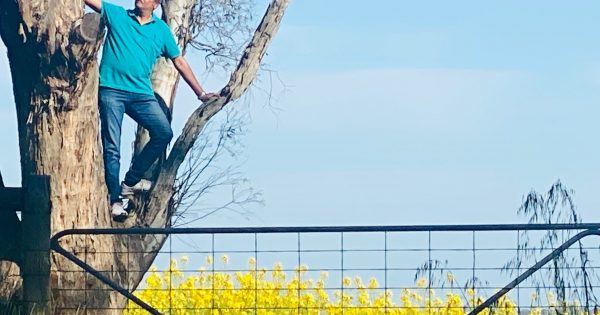 Instagrammers swarm canola fields and frustrate farmers