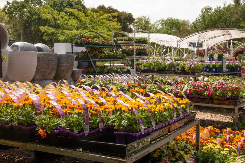 Nursery industry