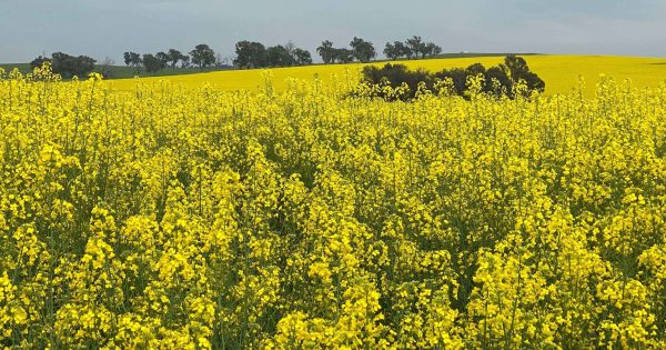 Huge investment for low carbon liquid fuels production