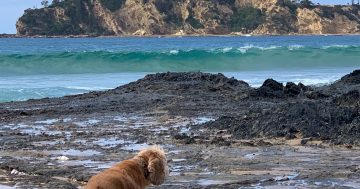 Pack the swimmers, it's heating up on the South Coast