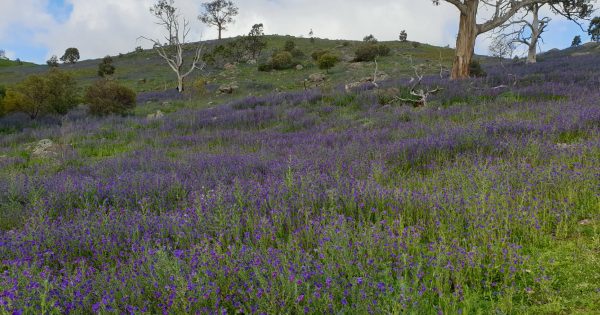 Spring's purple haze a beautiful scourge on the landscape