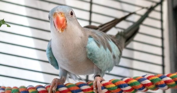 RSPCA’s Pets of the Week – Stewart & Boo