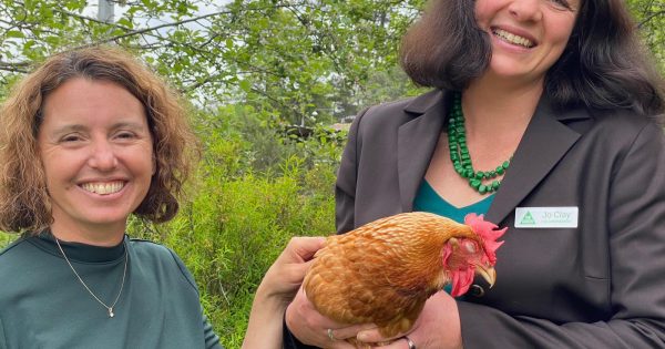 Campaign Trail: Belco Party backs greyhound racing and the Greens' make greens a right for renters