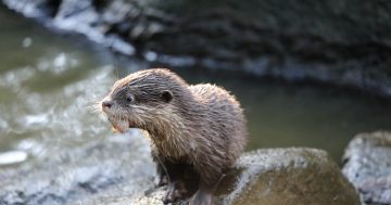 Otterly adorable: National Zoo welcomes its first pups