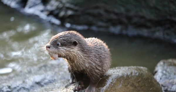 Otterly adorable: National Zoo welcomes its first pups