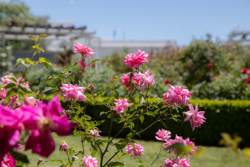 Old Parliament House Rose Gardens