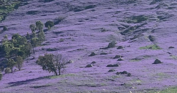 Councils urge farmers to be patient with beautiful, but cursed weed